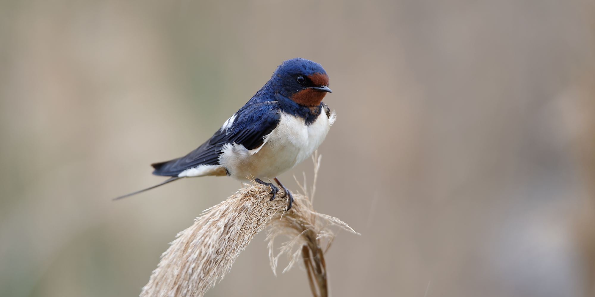 Hirondelle rustique_Alain Fouclet